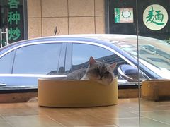 -啵啵喵·猫咖(攀华国际店)