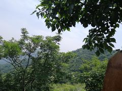 -大岭沟猕猴桃谷风景区