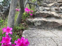 -梧桐山风景名胜区