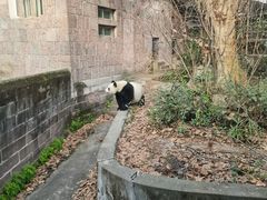 -成都动物园