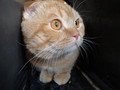 -喵百万·布偶·蓝金金渐层英短·猫舍(百子湾店)