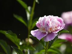 -上海辰山植物园