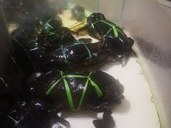 大肉蟹-海盗餐厅