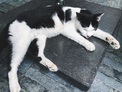 -上海璞麗酒店