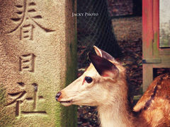 -奈良公园