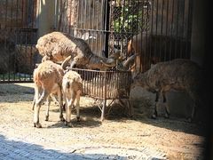 -深圳野生动物园