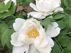 -北京植物园-展览温室