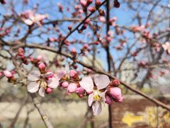 -桃花堤公园