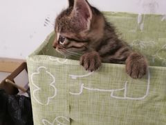 -麦当劳(塔园路店)