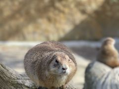 -合肥野生动物园