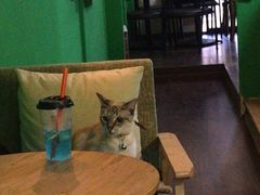 大堂-李小姐の猫咖啡馆(五角场店)