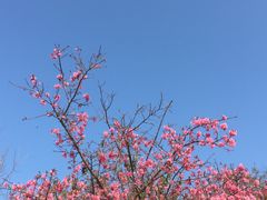 -天适樱花悠乐园