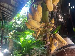 -自然餐厅(Phuket)