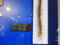 -上海昆虫博物馆