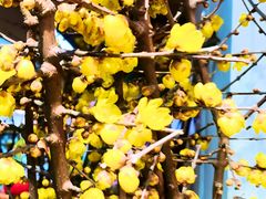 -双季花艺园艺市场(浦东店)
