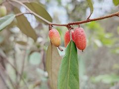 -南京市江宁方山
