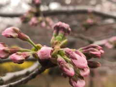 -北国之春国宴(乌兰察布店)