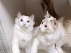 -Bastet sally猫舍购宠(静安店)