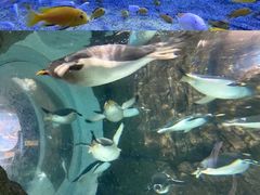 -成都浩海立方海洋公园