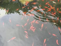 -羡餐厅·杭帮菜·淳菜(千岛湖自由洲际殿店)