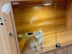 -猫十亿·布偶金渐层·曼基康矮脚猫舍(青年路店)