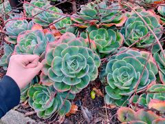 -墨尔本皇家植物园