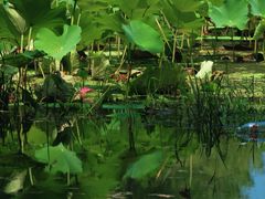 -东郊湿地公园