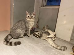 -猫儿山۰猫主题餐厅
