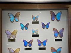 -上海昆虫博物馆