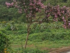 -高荡千年布依古寨旅游景区