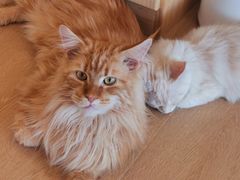 -猫腻·猫咖·撸猫馆(星光大道店)