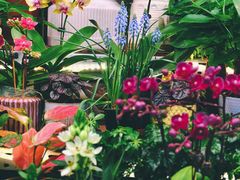 -花鸟鱼虫鲜花绿植市场(玉泉路店)