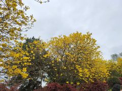 -铁山坪森林公园