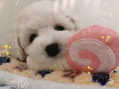 -1013 PET SHOP精品宠物商店(丁香店)