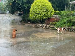 -三圣花乡旅游区