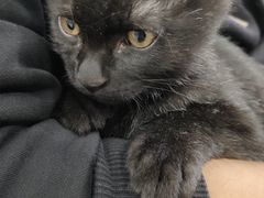 -瑞派名望24h动物医院异宠专科·猫专科·骨科·重症监护分院