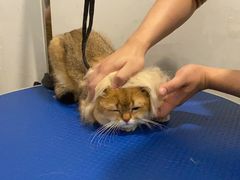 -袖虎·猫馆(体育西路店)