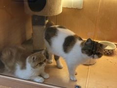 -Pets First伊珊娜洗护·精致美容·家庭式寄养(新会路店)