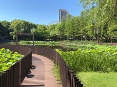 -陈家山荷花公园