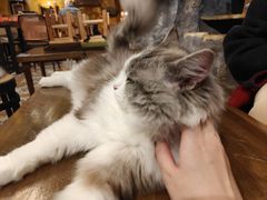 -猫猫幼稚园·撸猫·桌游·电玩