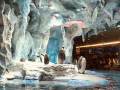 -帝企鹅自助餐厅•儿童岛•真企鹅(长隆企鹅酒店)