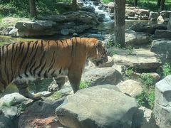 -北京野生动物园