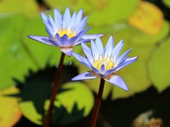 -国家植物园南园