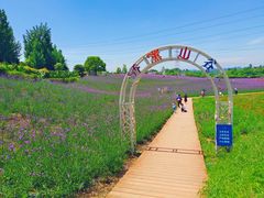 -紫颐香薰山谷景区