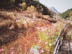 -六里坪国家森林公园