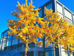 -北京师范大学邱季端体育馆