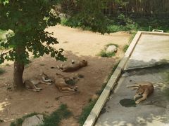 -西霞口神雕山野生动物世界