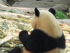 -都江堰中华大熊猫苑