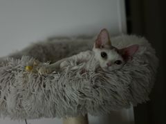 -山宅一喵德文卷毛猫舍