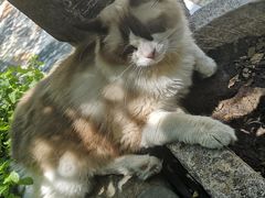 -喵屿·大理花园猫咖